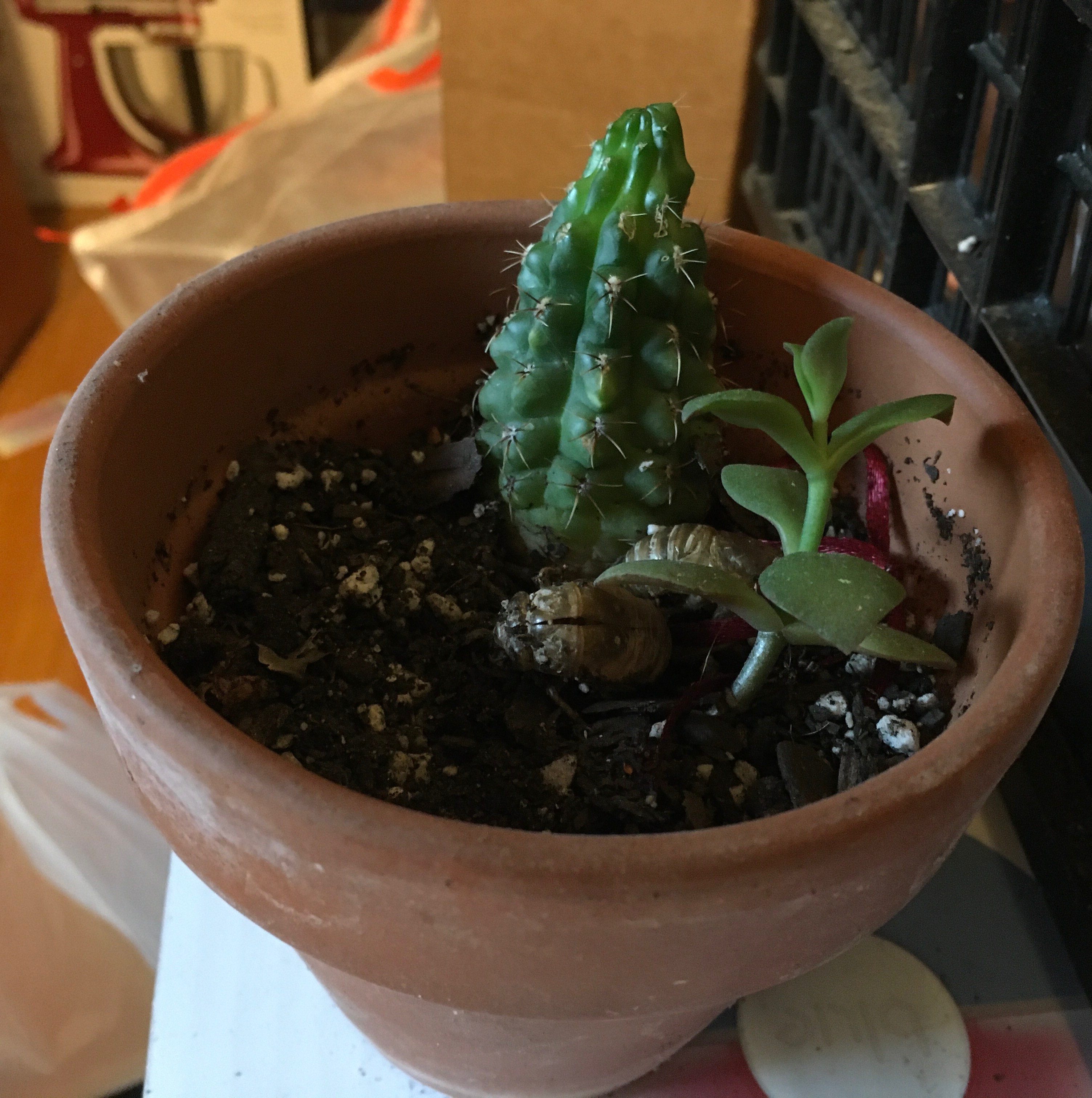 Columnar Cactus in a terracotta pot with a small succulent.