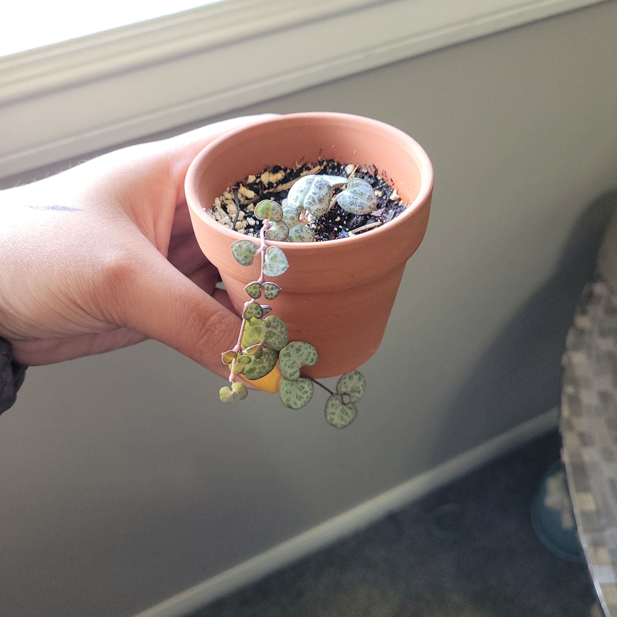 Photo of the plant species String of Hearts by @crazycatlady23 named Hazel on Greg, the plant care app