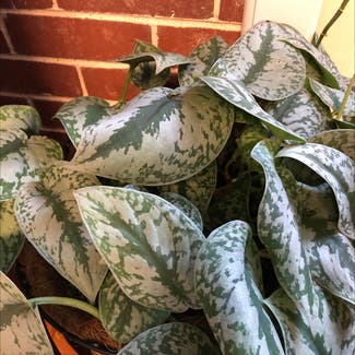 Satin Pothos plant in Knoxville, Tennessee