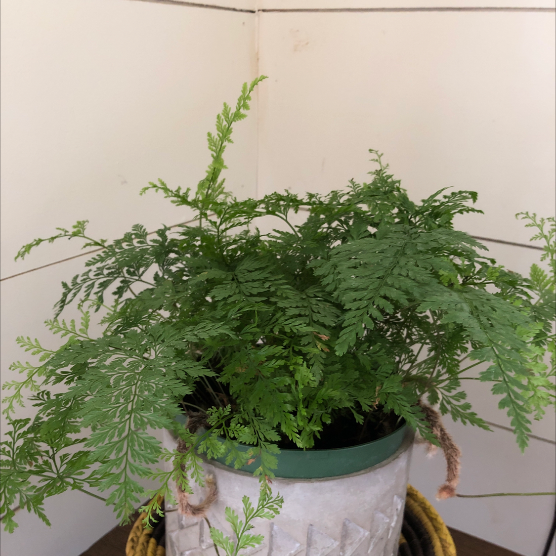 Photo of the plant species Hen and Chicken Fern by @Logantm90 named Lullabye Fern on Greg, the plant care app