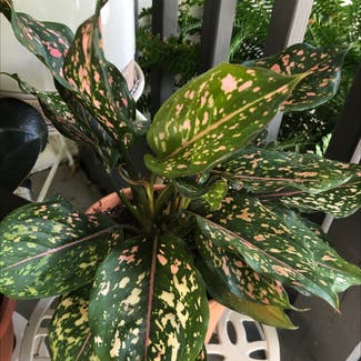 Pink Dalmatian Aglaonema plant in Knoxville, Tennessee