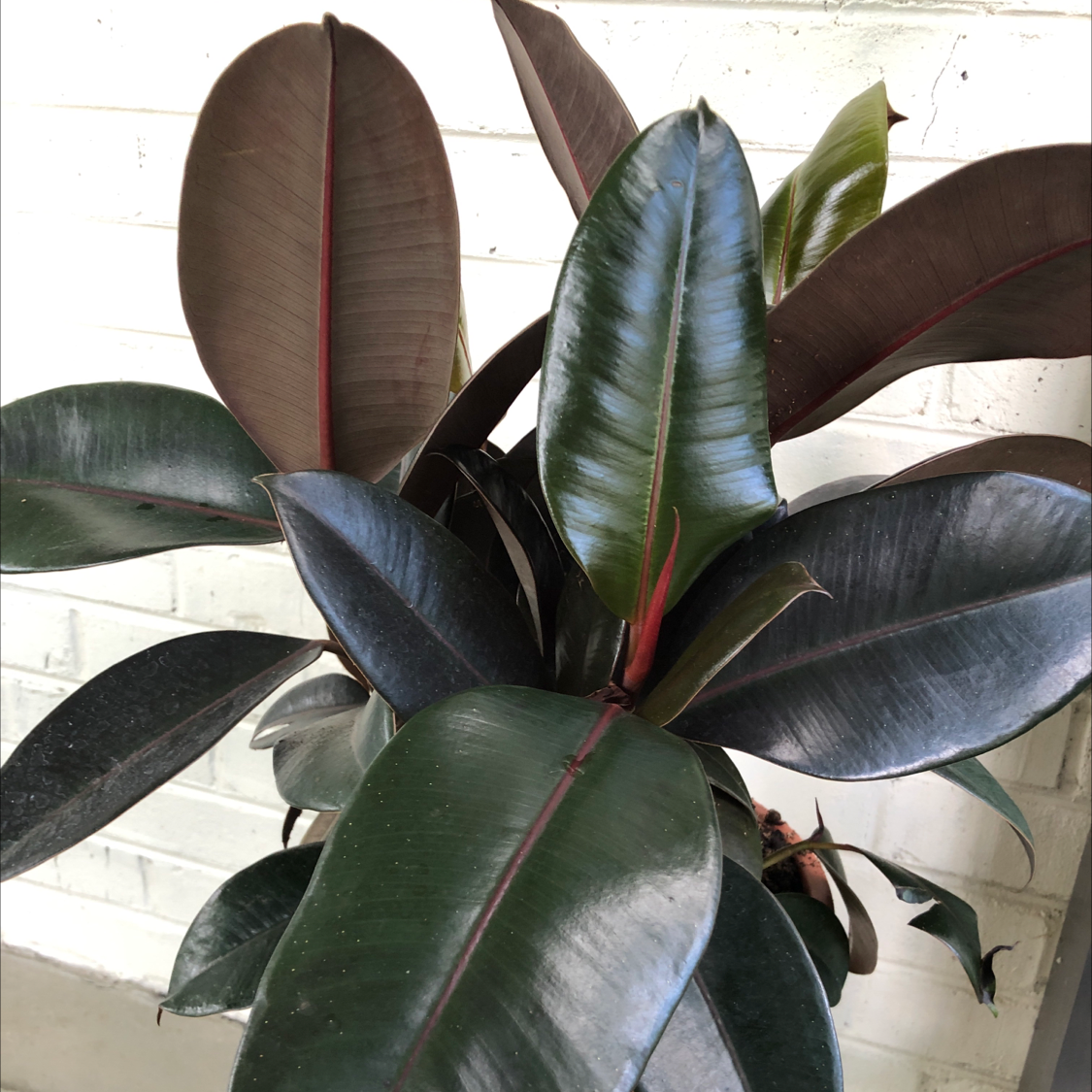 Photo of the plant species Rubber Plant by @Logantm90 named Rubby on Greg, the plant care app