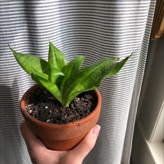 Snake Plant plant in Knoxville, Tennessee