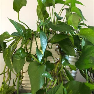 Golden Pothos plant in Knoxville, Tennessee