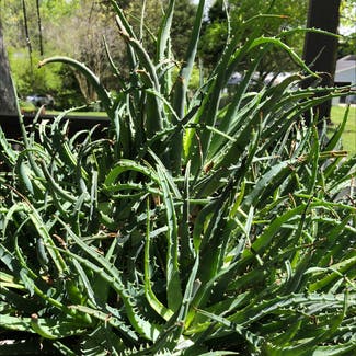 Candelabra Aloe plant in Knoxville, Tennessee