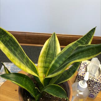 Snake Plant plant in Knoxville, Tennessee