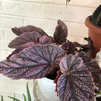 Rex Begonia plant in Knoxville, Tennessee