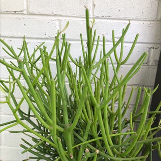 Pencil Cactus plant in Knoxville, Tennessee