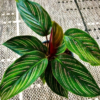 Pinstripe Calathea plant in Knoxville, Tennessee