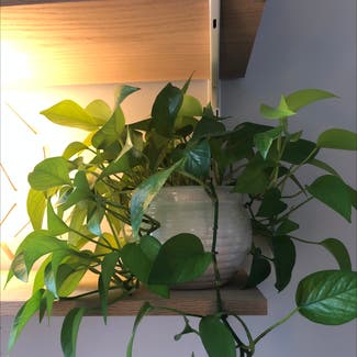 Neon Pothos plant in Knoxville, Tennessee