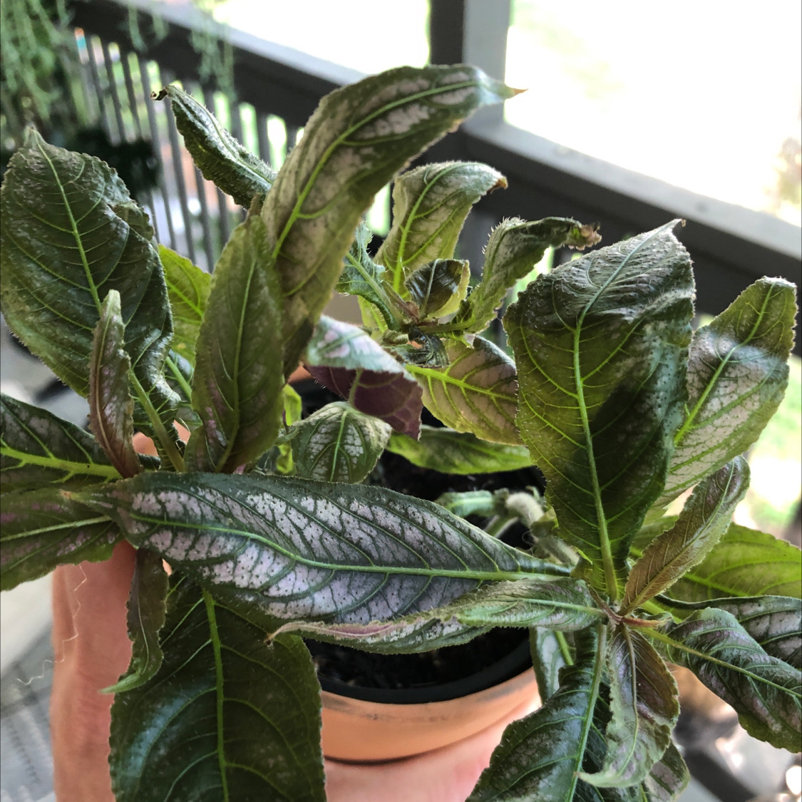 Persian Shield plant with vibrant purple and green leaves, slight browning and curling, held by a hand.