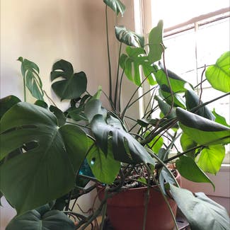 Monstera plant in Knoxville, Tennessee