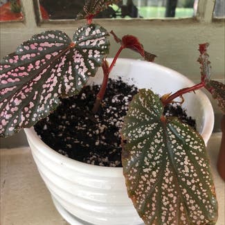 Polka Dot Begonia plant in Knoxville, Tennessee