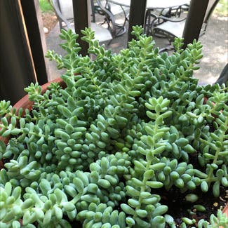 Burro's Tail plant in Knoxville, Tennessee