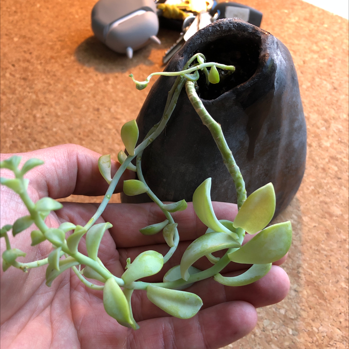 Graptopetalum plant with light green leaves, held in a hand, with a dark pot in the background.