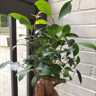 Ficus Ginseng plant in Knoxville, Tennessee