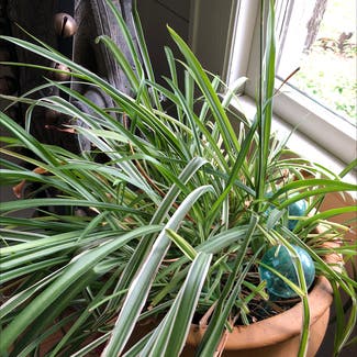Spider Plant plant in Knoxville, Tennessee