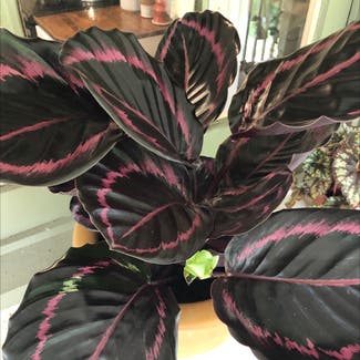 Rose Calathea plant in Knoxville, Tennessee