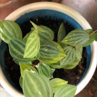 parallel peperomia plant in Knoxville, Tennessee