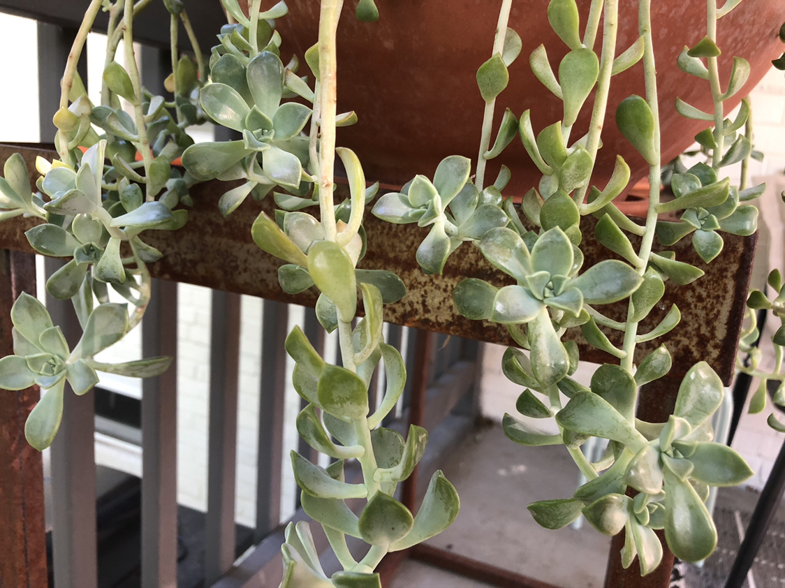 Trailing Graptopetalum plant with succulent leaves in good health.