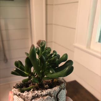 Gollum Jade plant in Knoxville, Tennessee