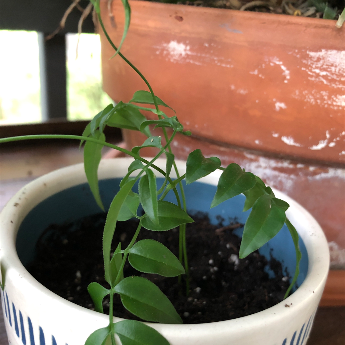 Pink Jasmine plant in a white pot with blue accents, healthy green leaves, another pot in the background.