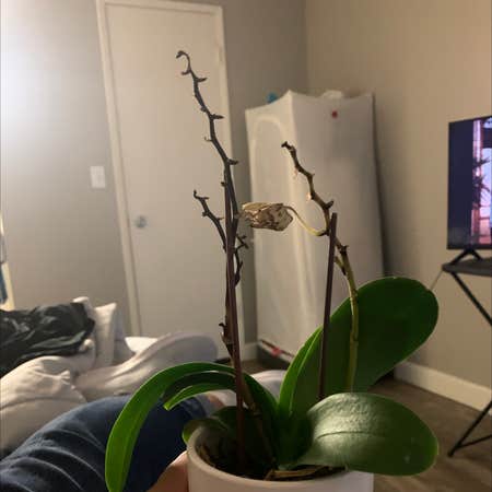 Photo of the plant species Brown Widelip Orchid by Gutsychaya named Harmony on Greg, the plant care app