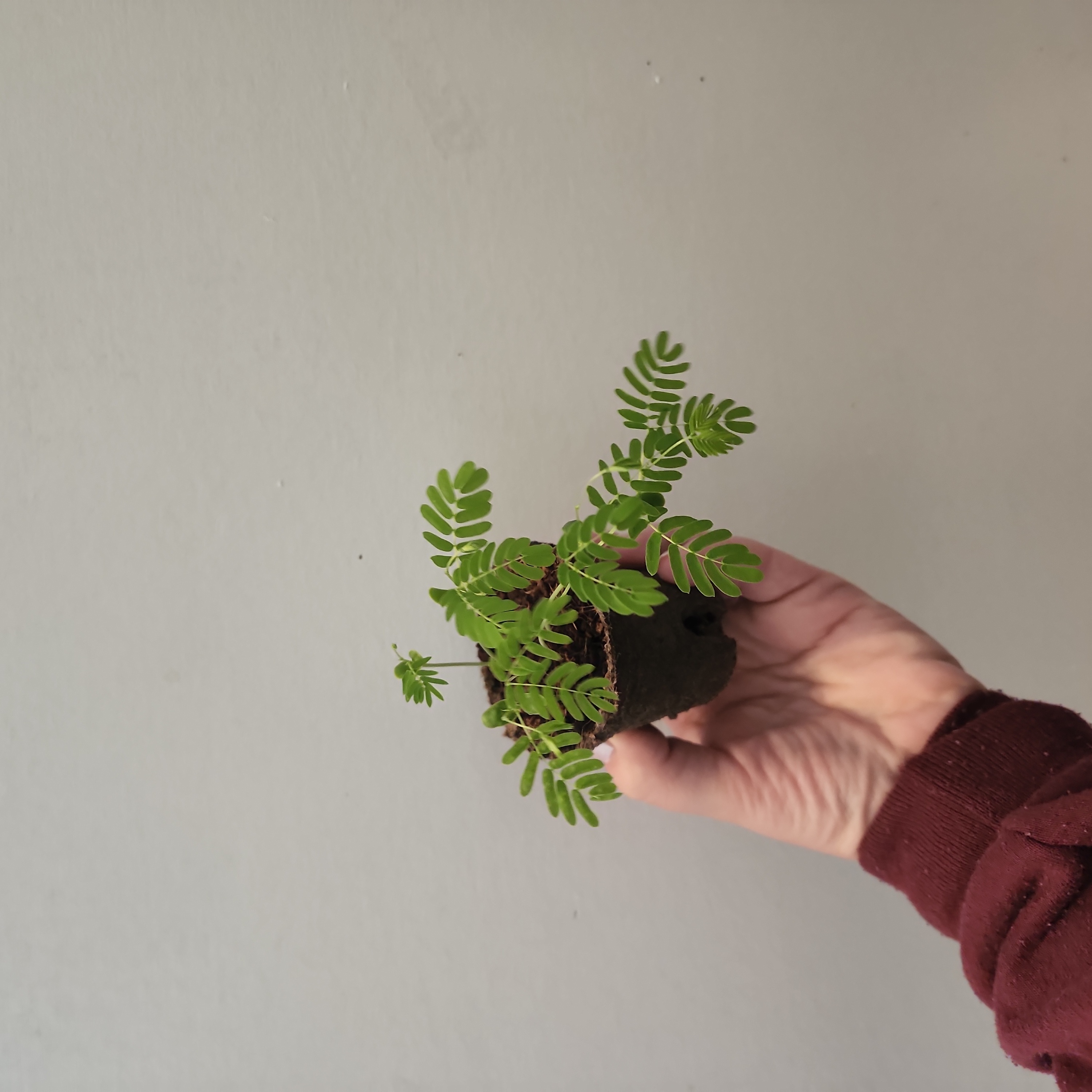 A small, healthy Silk Tree plant with fern-like leaves held by a hand.