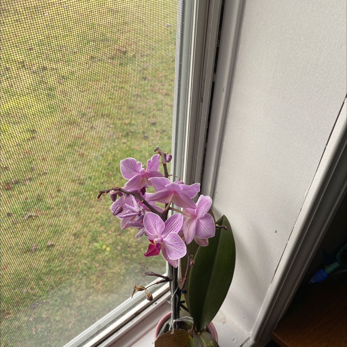 Noble Dendrobium orchid with pink flowers on a windowsill.