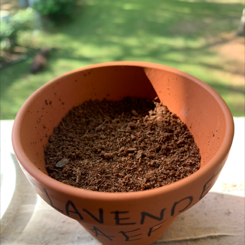 Terracotta pot labeled 'Lavender' with soil but no visible plant.
