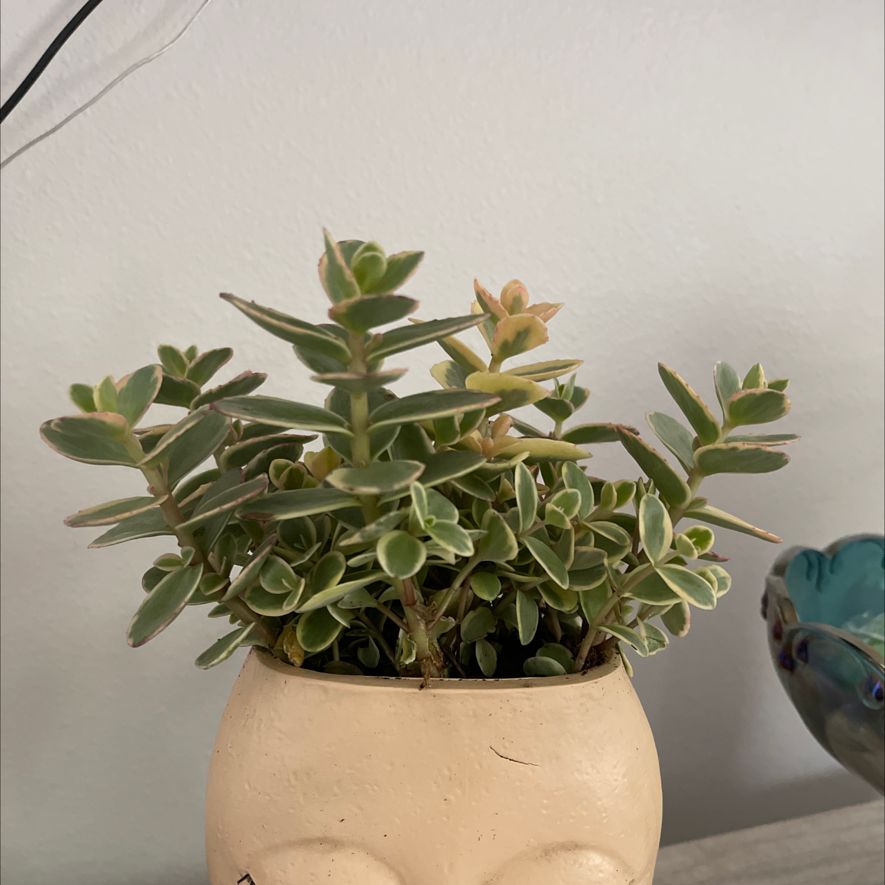 Photo of the plant species Lime Twister Stonecrop by @BrotherLacefern named Hedra on Greg, the plant care app