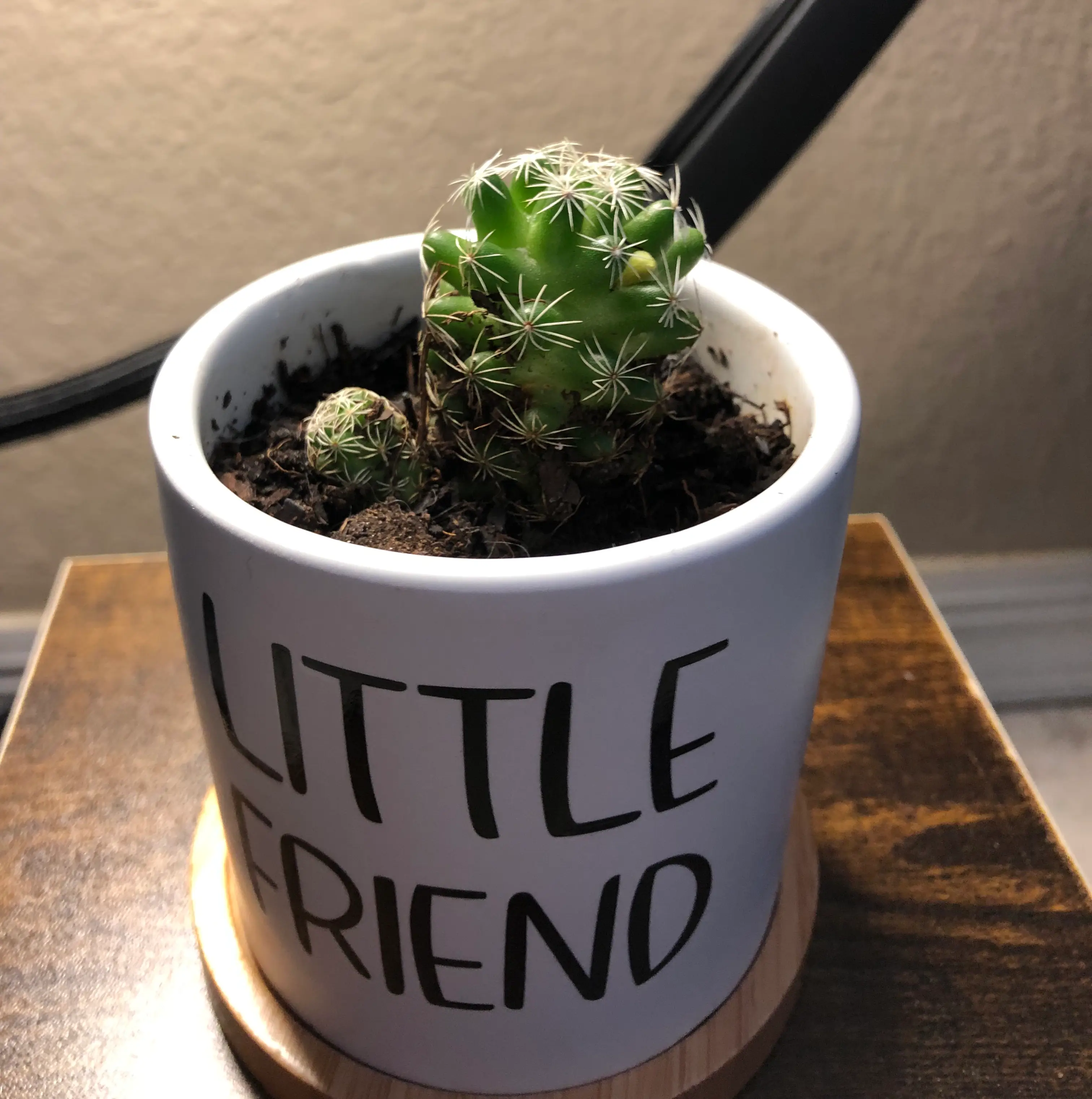 Propagating Scarlet Hedgehog Cactus The Ultimate Guide