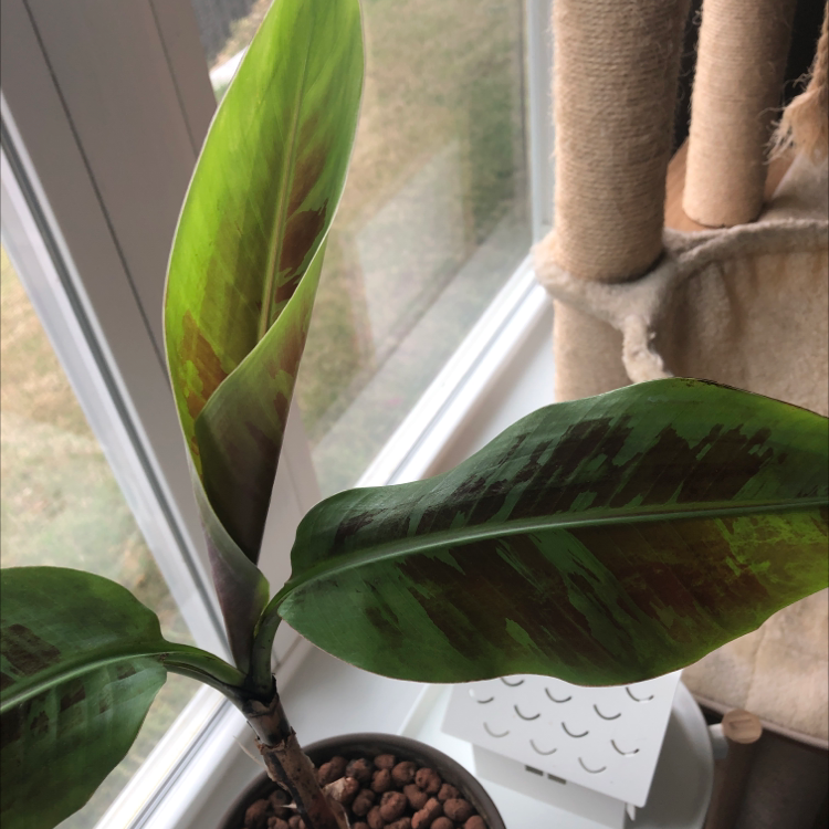 Dwarf Banana plant near a window with some browning on the leaves.
