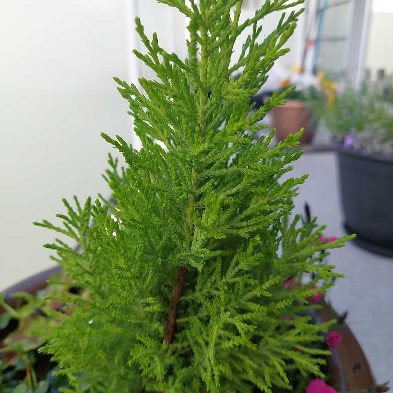 Tree plant