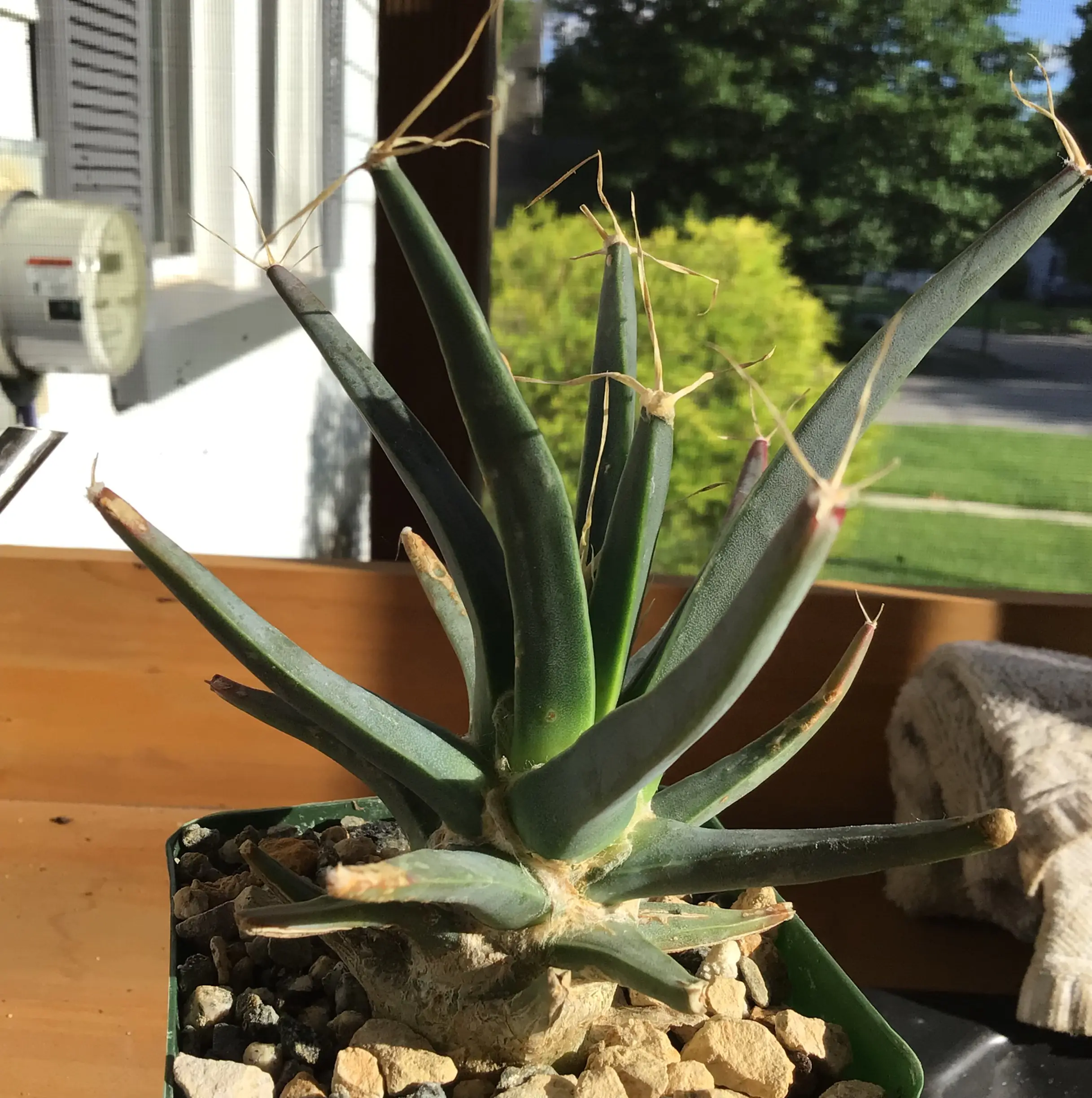 Photo of the plant species Agave Cactus by @Steven11068 named Gumby on Greg, the plant care app