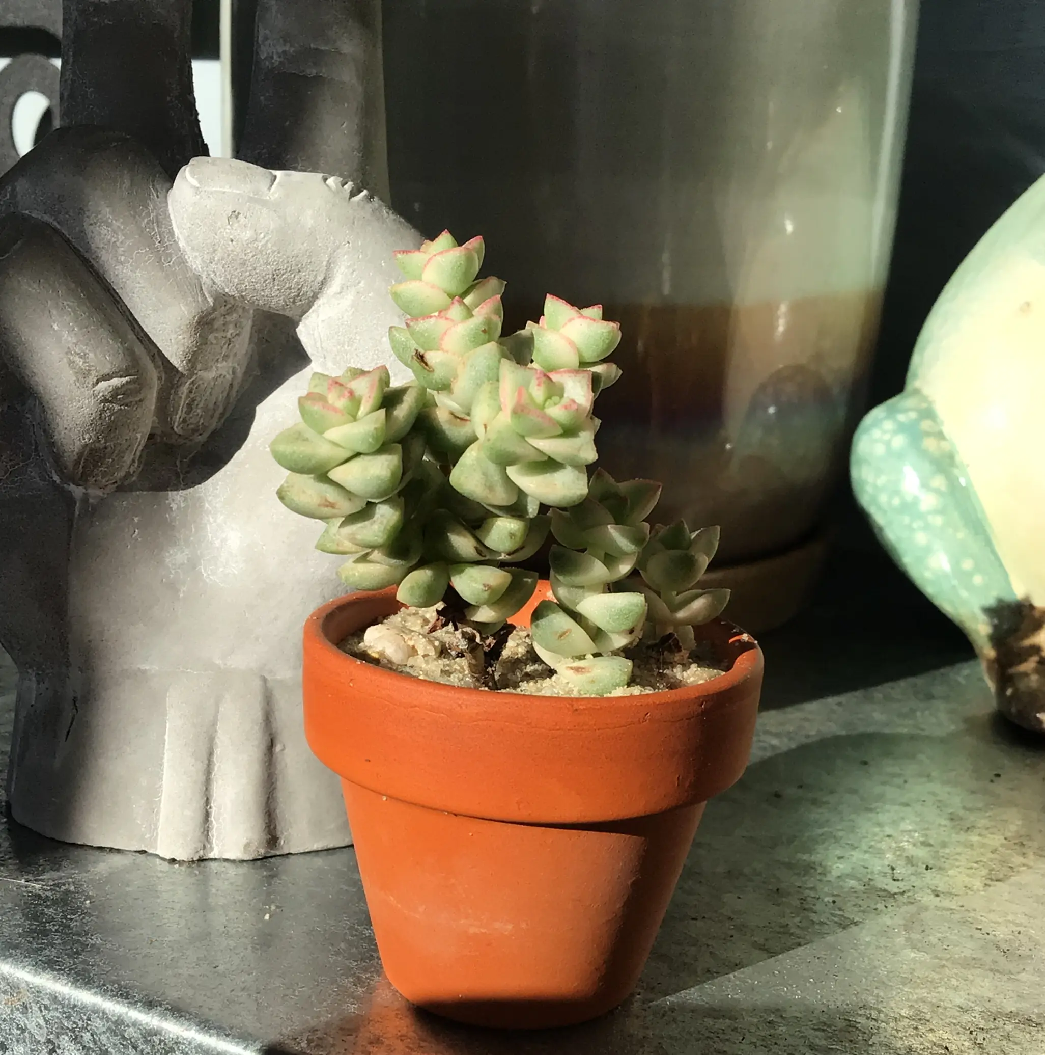 Photo of the plant species Crassula 'Ivory Pagoda' by @Steven11068 named Stacks on Greg, the plant care app