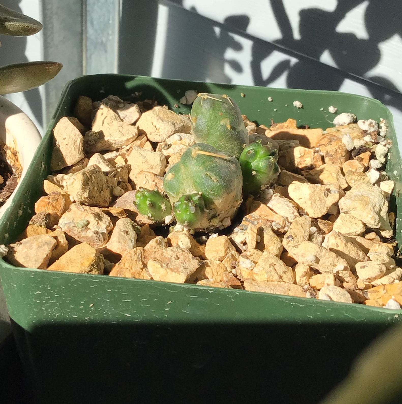 Photo of the plant species Maihueniopsis Subterranea by @Steven11068 named Marbles on Greg, the plant care app