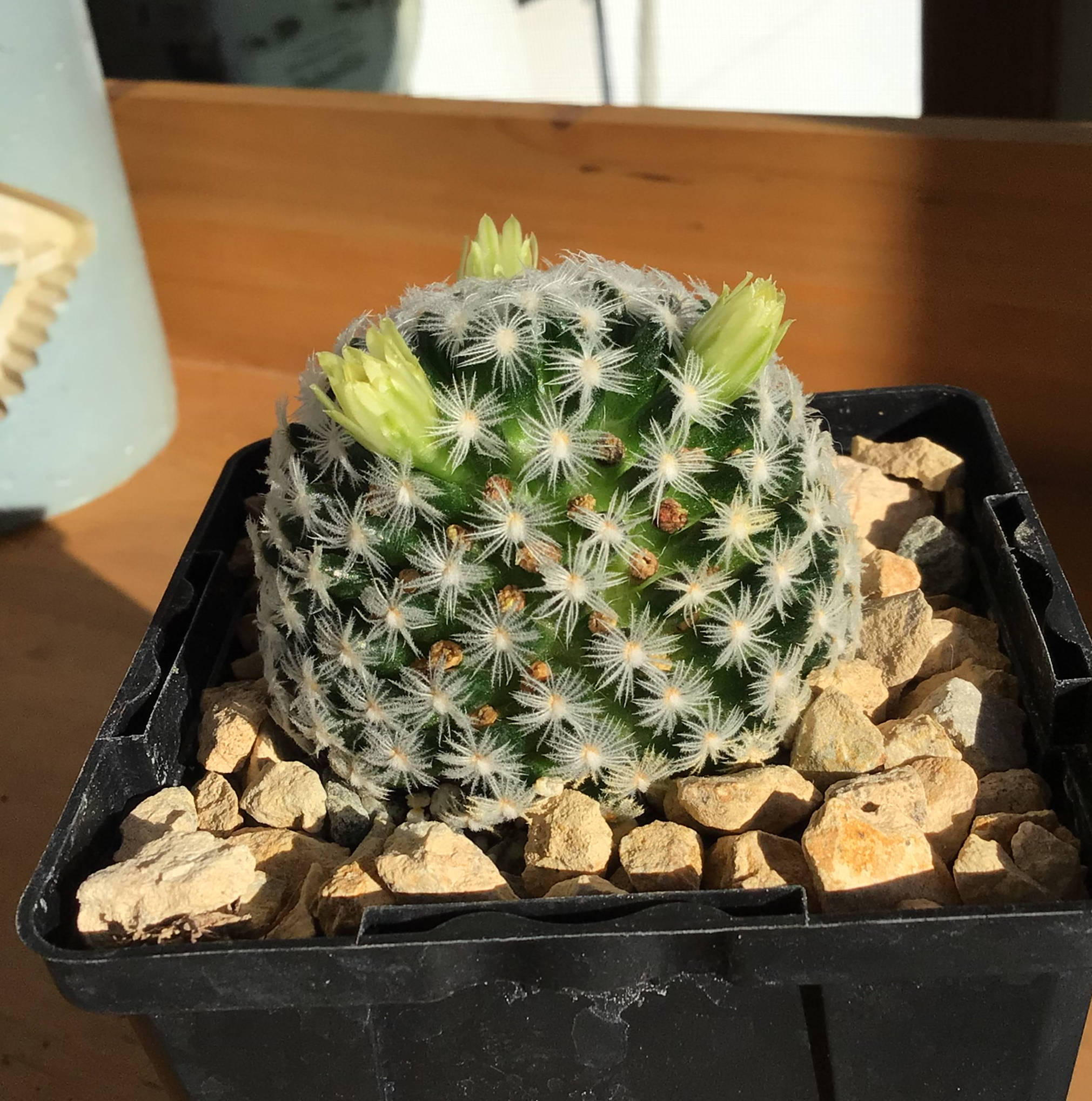 Mammillaria Formosa cactus in a black pot with rocky soil, showing new growths.