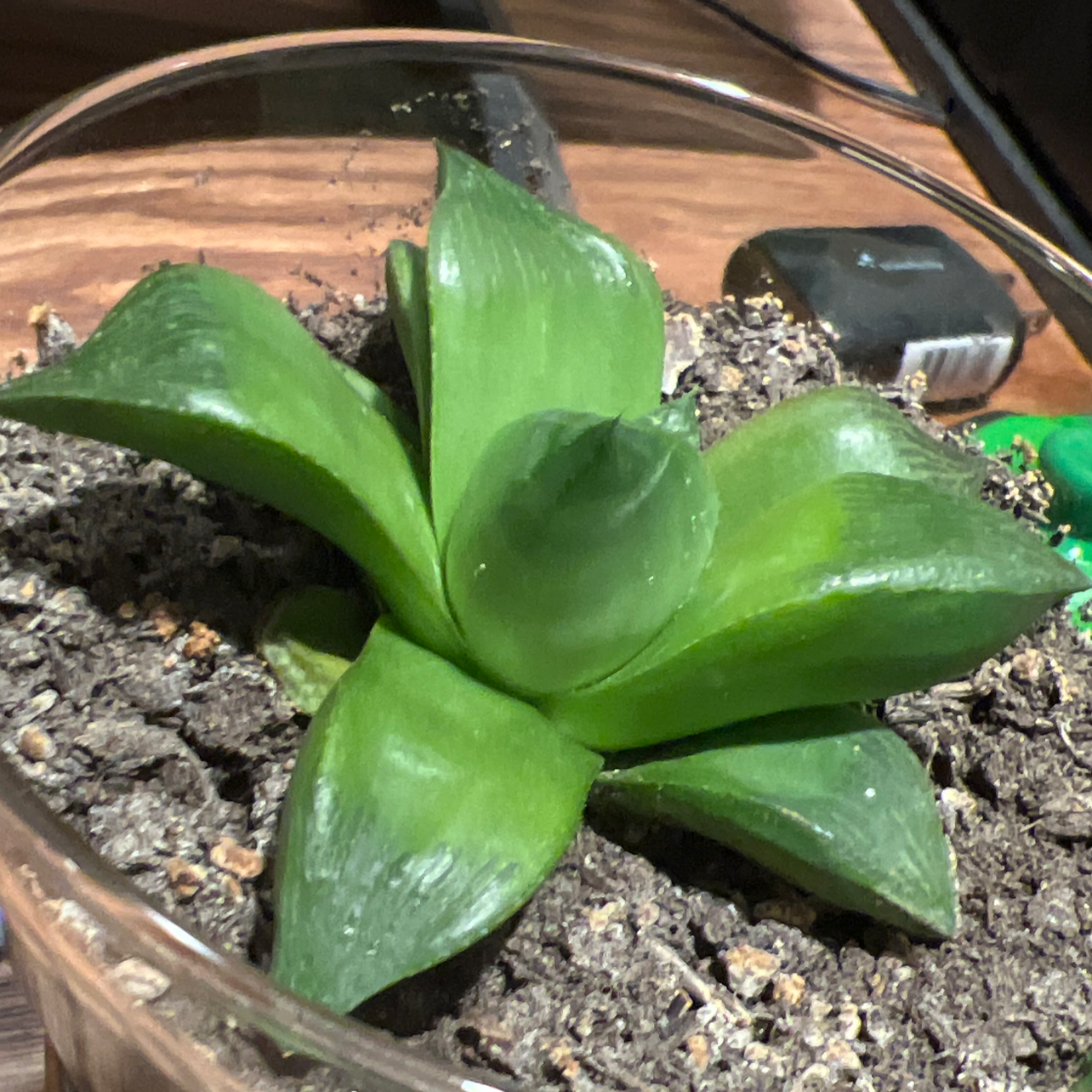 Haworthia bayeri plant in a glass container with visible soil, healthy green leaves.