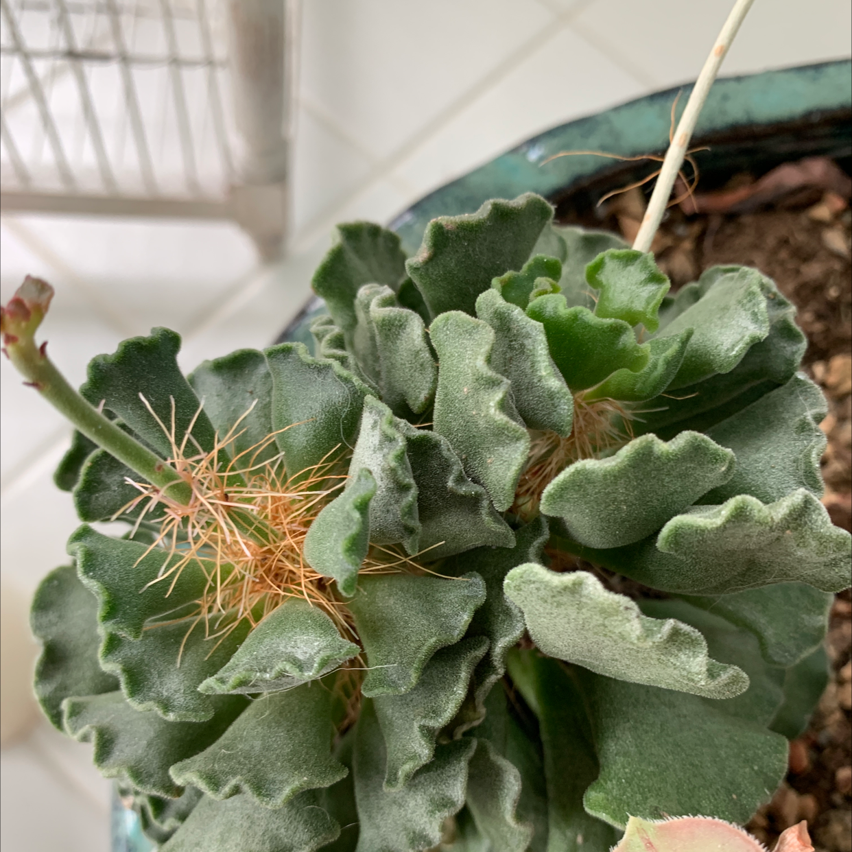 Pillow Feet Crinkle Leaf Plant in a pot with visible soil, well-framed and in focus.
