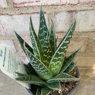 Aloe vera plant in Pittsburgh, Pennsylvania