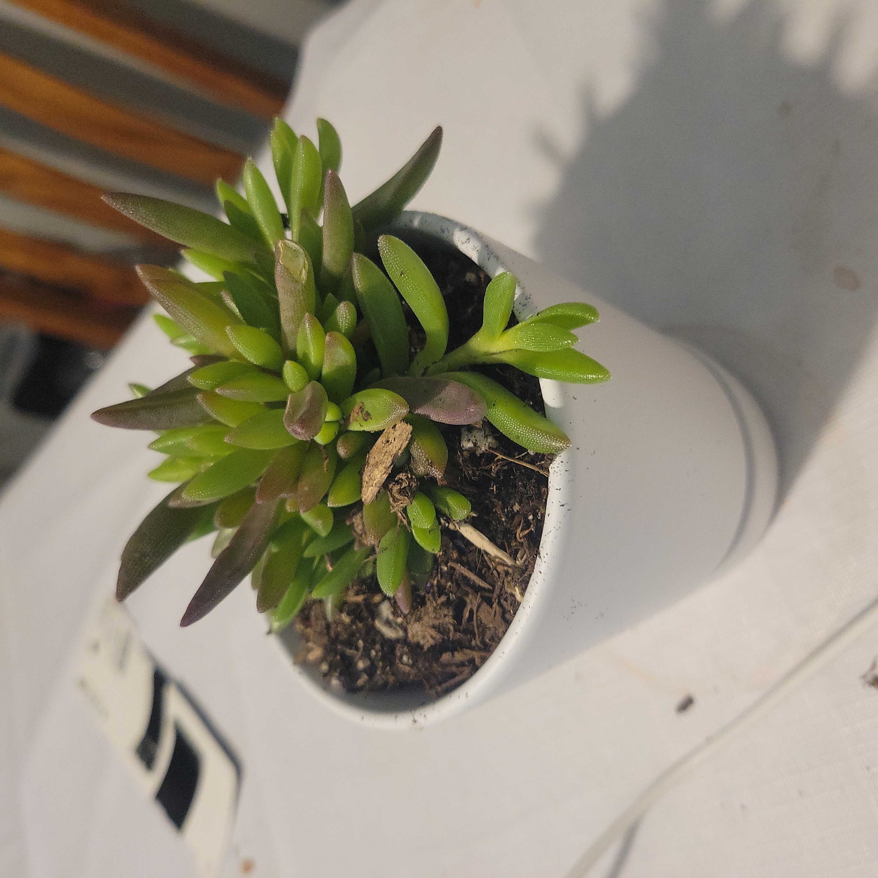 Photo of the plant species Rough-Leaved Mountain Rice by @ProperlyChervil named Squishy on Greg, the plant care app