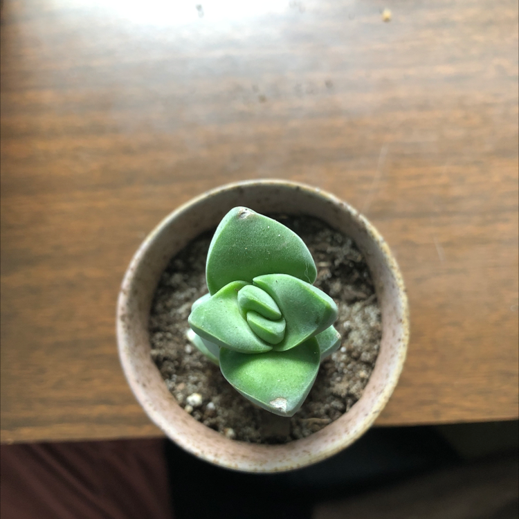 Small Crassula 'Moonglow' succulent in a pot with visible soil, well-framed and in focus.