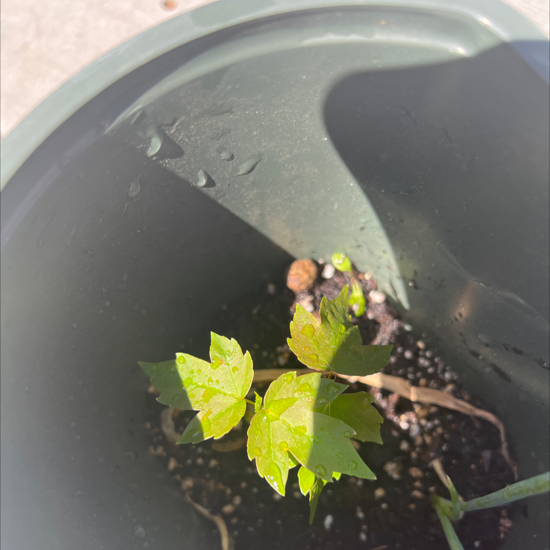 Young Drummond's Maple plant in a pot with healthy green leaves.