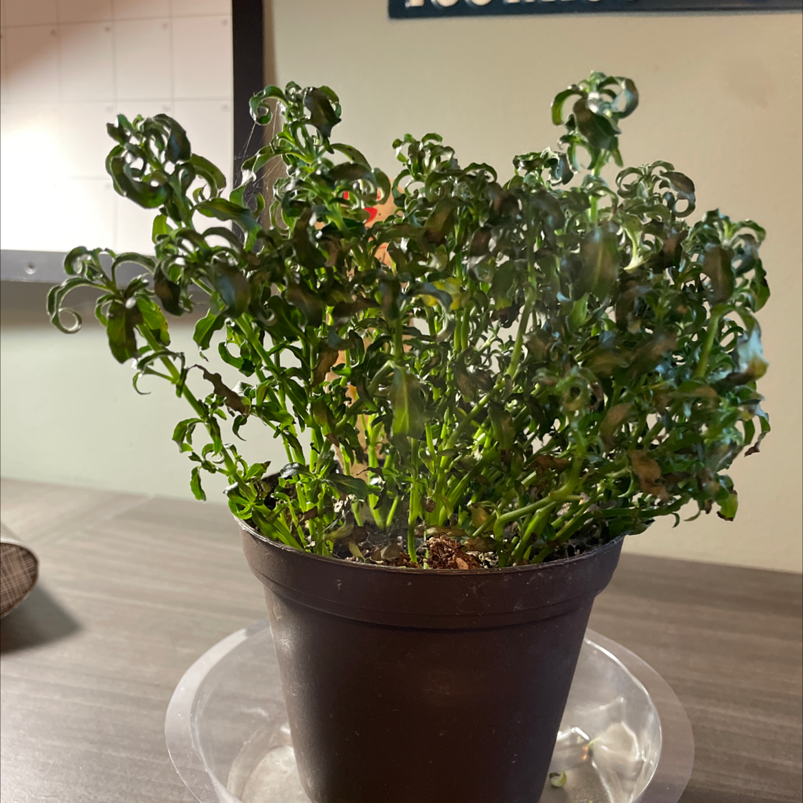 Photo of the plant species Hairy Joyweed by @RulerRedfir named Daphne on Greg, the plant care app