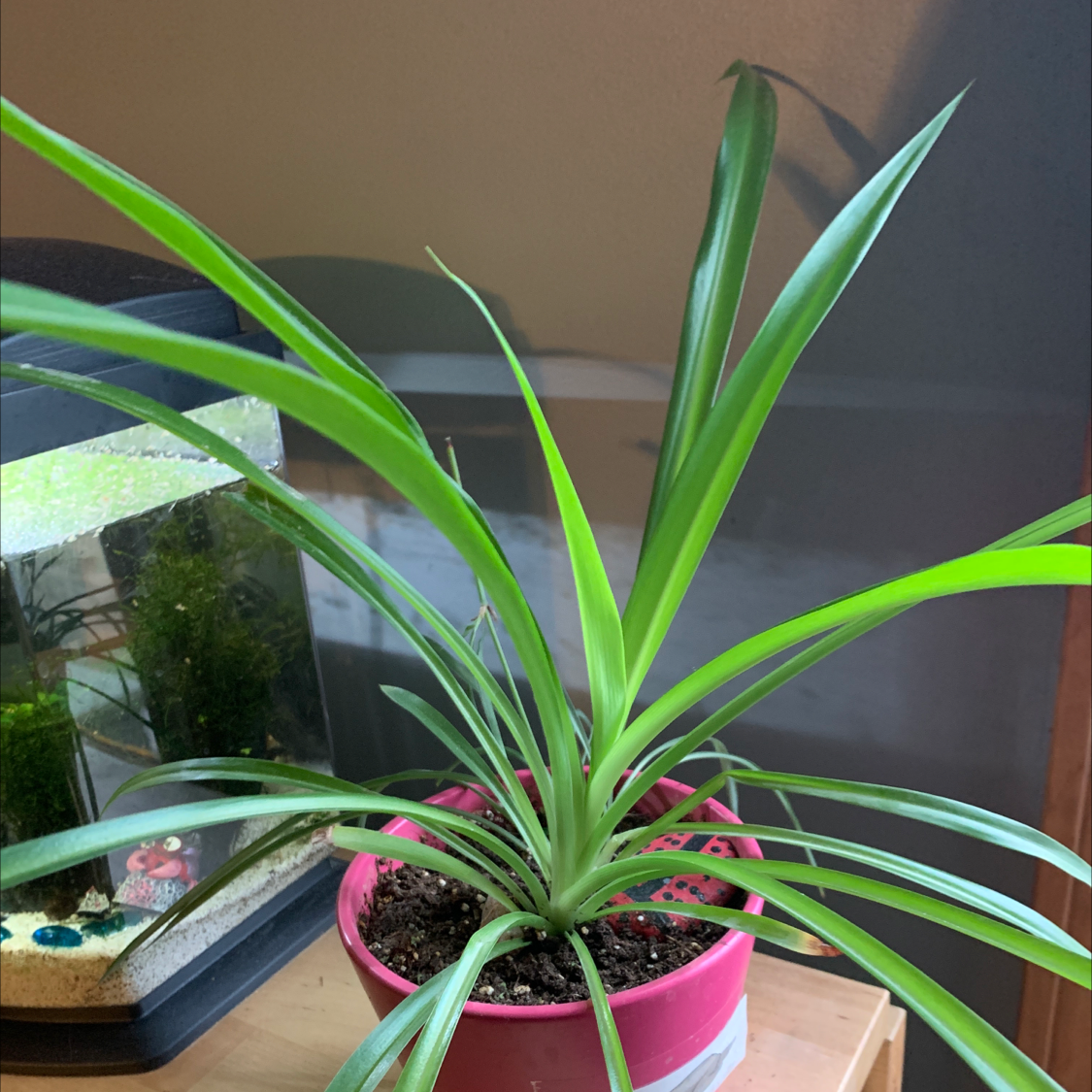 Spider Plant plant photo by @DsPlants named Pearl on Greg, the plant care app.