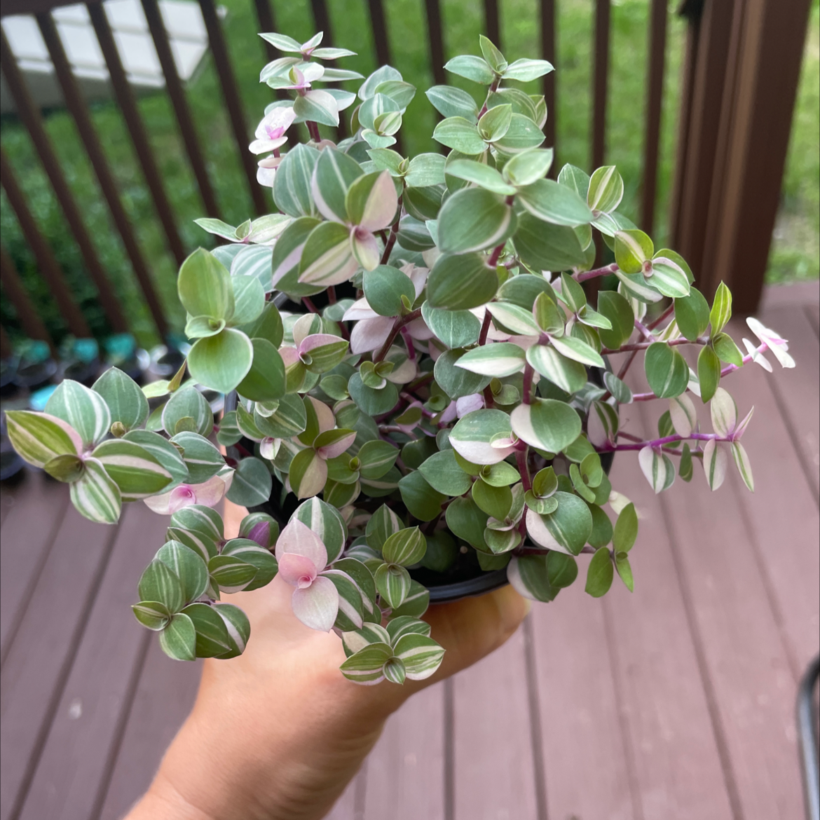 Photo of the plant species Callisia 'Bianca' by @DsPlants named Bebe on Greg, the plant care app