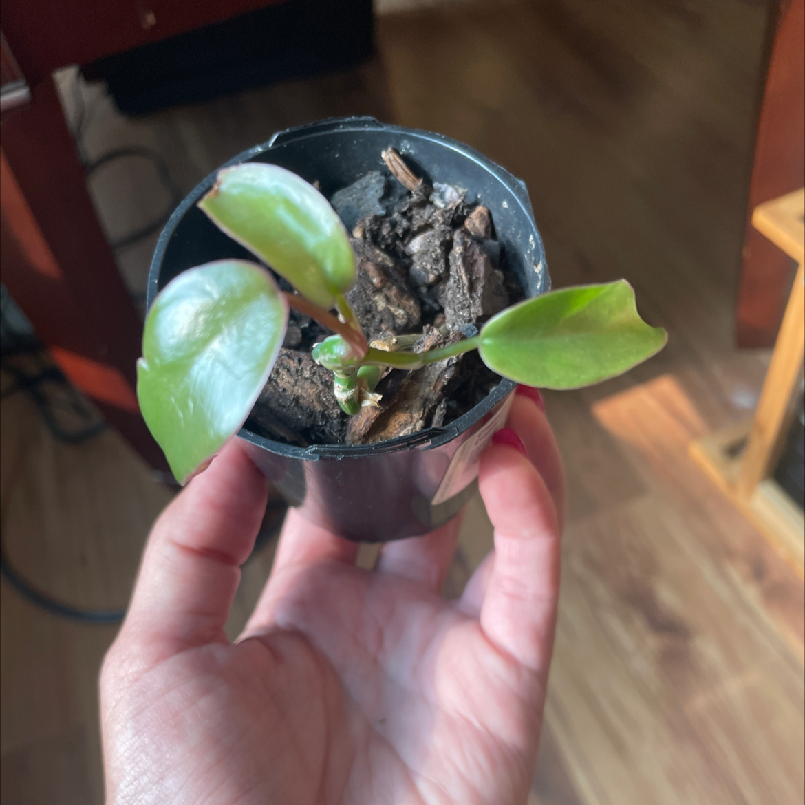 Philodendron mayoi plant in a black pot held by a hand, with visible soil and healthy green leaves.