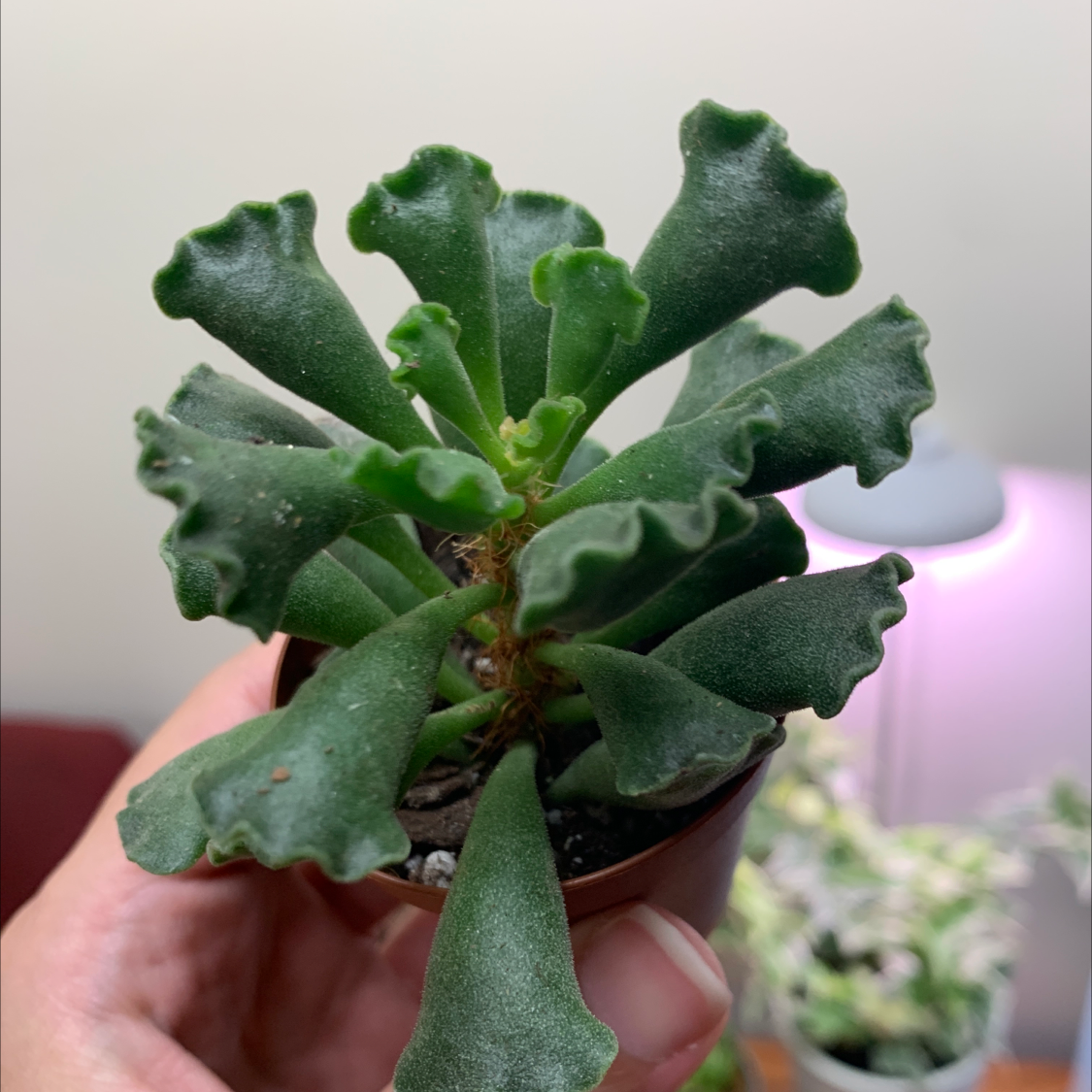 Pillow Feet Crinkle Leaf Plant with green, crinkled leaves held in a hand.