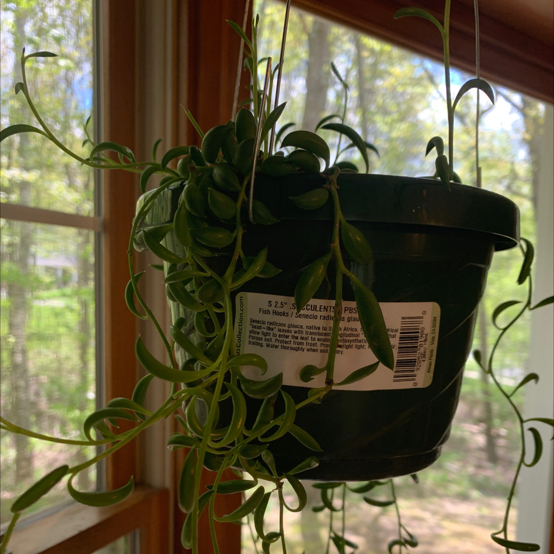Photo of the plant species Blue Pickle Vine by @DsPlants named Captain Hook on Greg, the plant care app